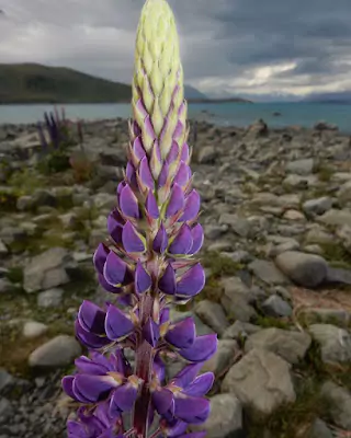 Picture of beautiful flower with a serene lake in the background, ideal for a photo book