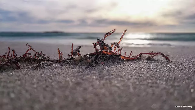 Mobile photograph by Ashvir Maharaj featuring seaweed on the beach, capturing nature's textures and elements