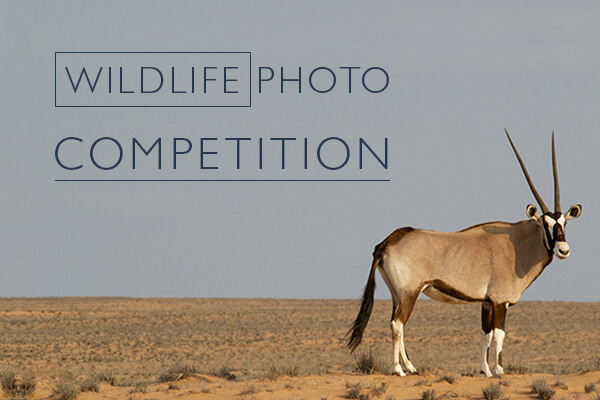 Wildlife Photo Competition
