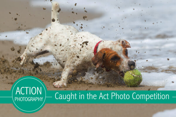 Caught in the Act [Action] Photo Competition